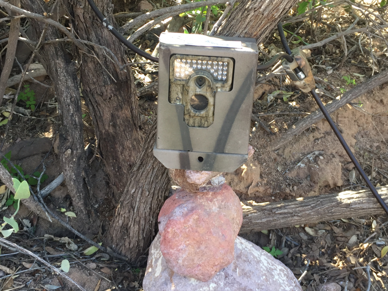 Camera traps are a key tool for non-invasive surveys like this one assessing wildlife movement along riparian corridors.