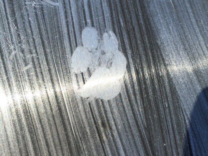 Front paw print of gray fox (Urocyon cinereoargenteus) on track plate used in a study of mammalian carnivore demography and habitat use