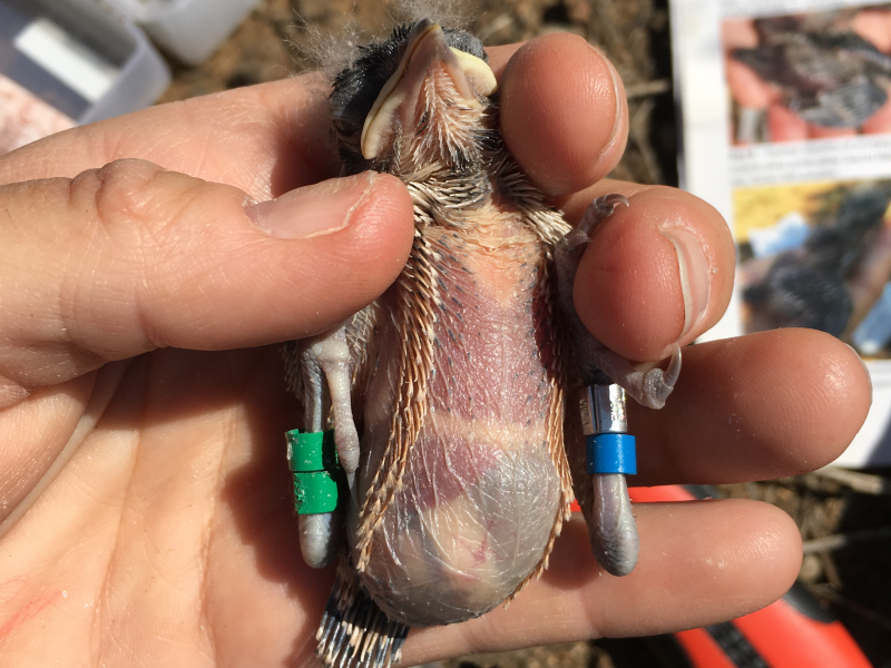 Cactus wren (Campylorhynchus brunneicapillus) fitted with color bands for individual identification during a study of distribution, abundance and habitat characteristics. These data help track survival, territory use, and population trends over time.