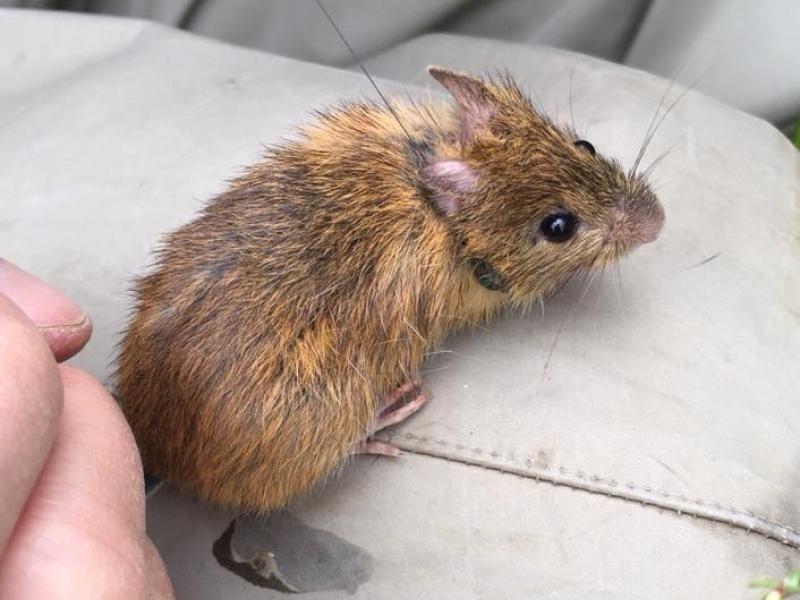 Twinvert biologists outfitting an endangered New Mexican meadow jumping mouse (Zapus hudsonius luteus) with a radio telemetry collars for a study of home range and landscape movement