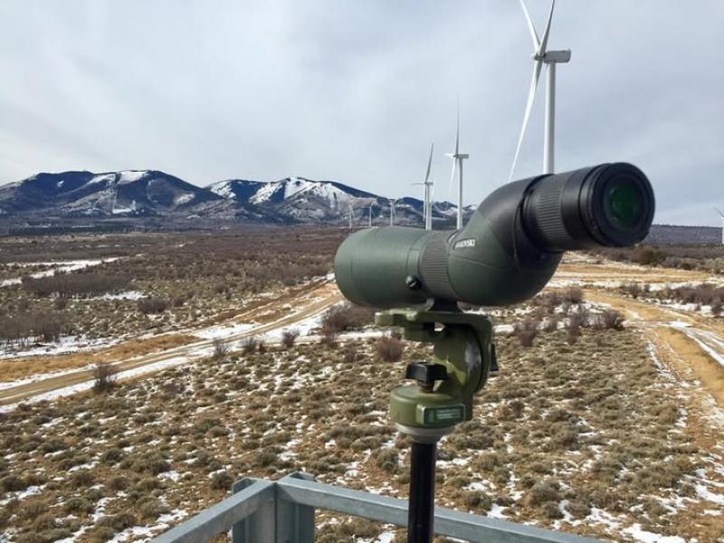 Eagle collision avoidance services provided to windfarms