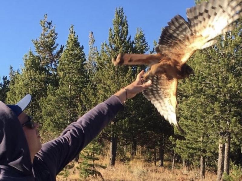 Principal Biologist Logan Derderian releasing a juvenile Northern Harrier (Circus hudsonius) as part of a study on fledgling dispersal—advancing raptor ecology and movement research.